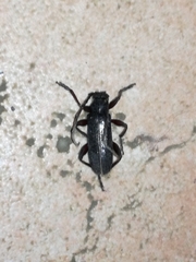 Saphanus piceus