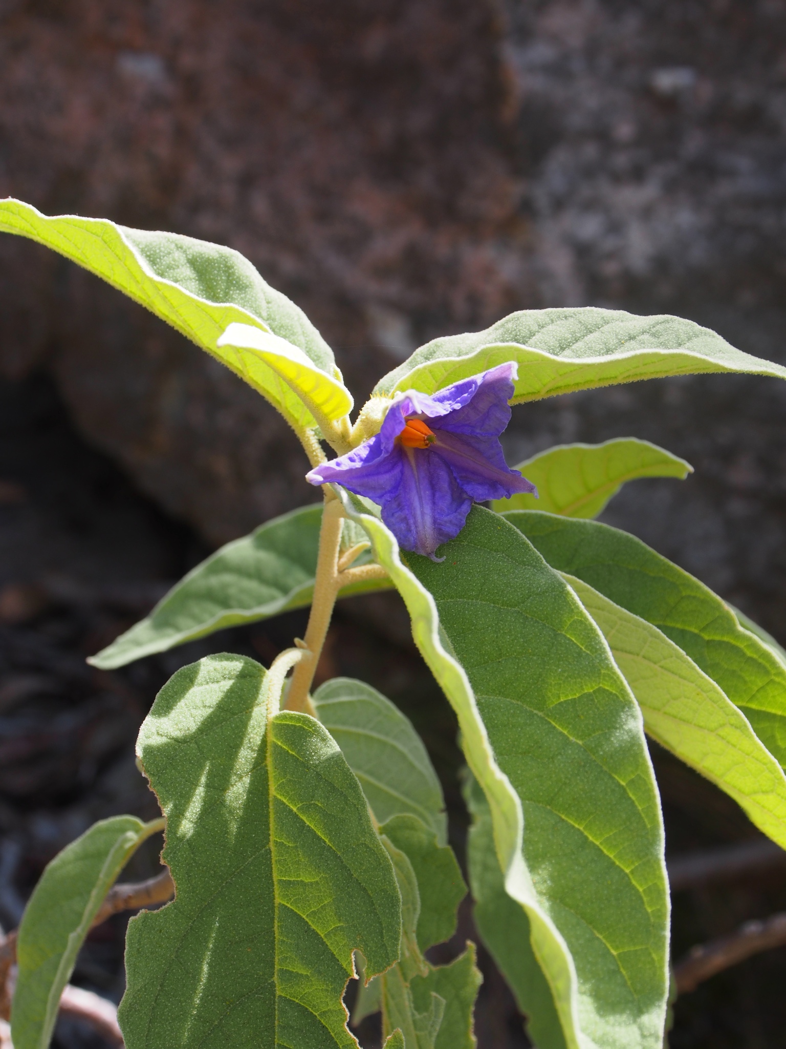 Solanum sejunctum