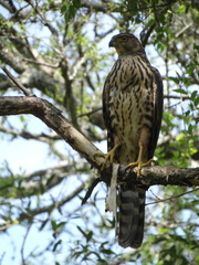 Accipiter bicolor