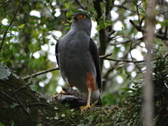 Accipiter bicolor