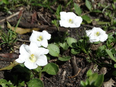Nierembergia calycina