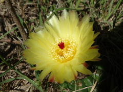 Parodia ottonis