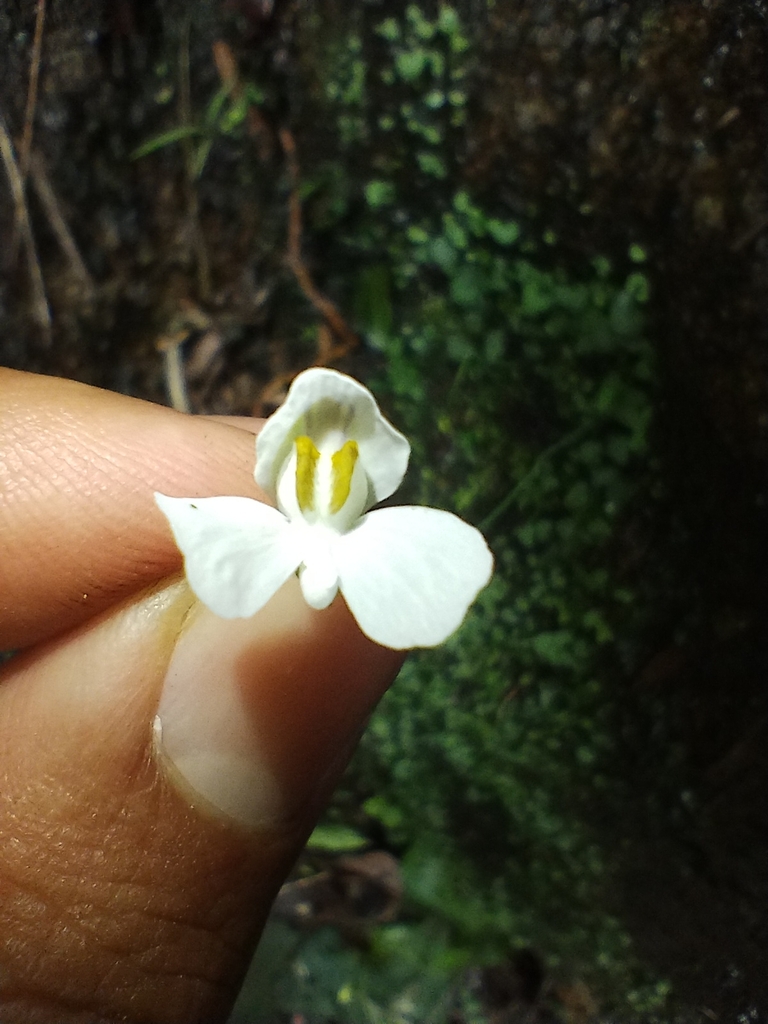 Utricularia nephrophylla Benj. 2