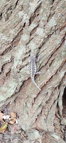 Boettger's Dwarf Gecko, Lygodactylus heterurus