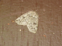 Spodolepis substriataria