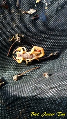 Centruroides ochraceus