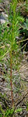 Artemisia campestris caudata
