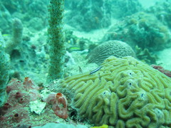 Elacatinus illecebrosus