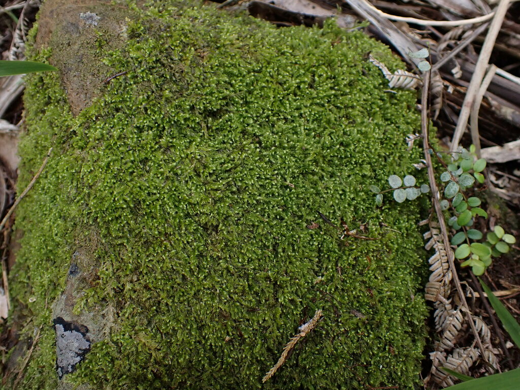 Ctenidium pubescens