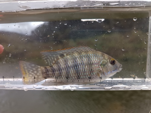 Redbelly Tilapia