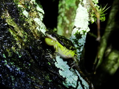 Scinax nasicus