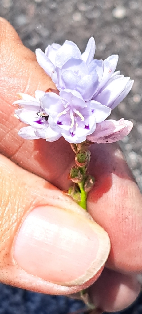 Thereianthus racemosus