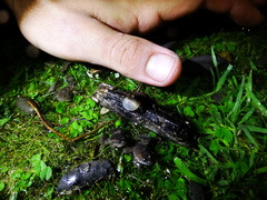 Pseudopaludicola falcipes