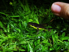 Elachistocleis bicolor