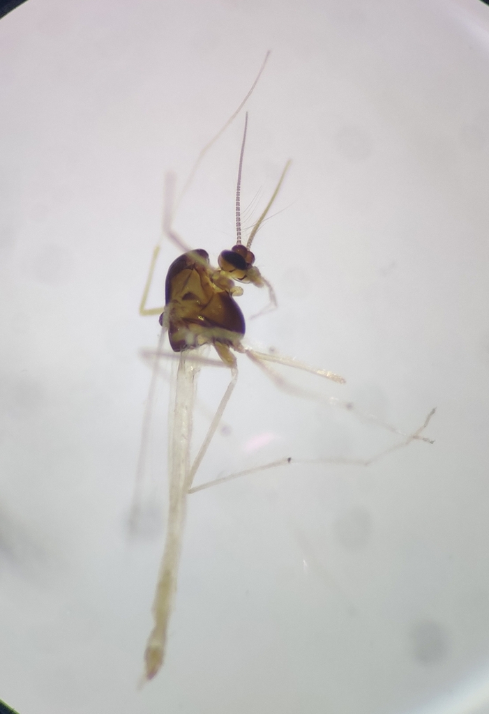 Paratanytarsus laetipes