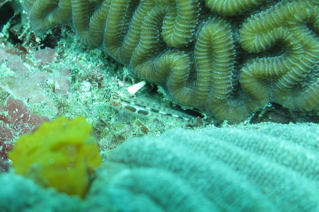 Leopard goby (Tigrigobius saucrus) — Gobiidae