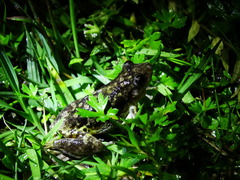 Scinax nasicus