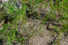 Artemisia campestris caudata