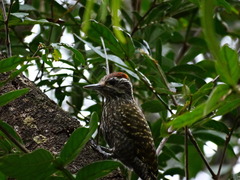 Dryobates spilogaster