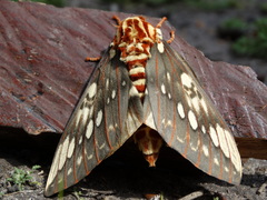 Citheronia brissotii