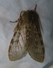 Pseudohemihyalea labecula