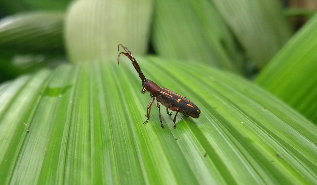 Gryllica