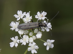 Oedemera lurida