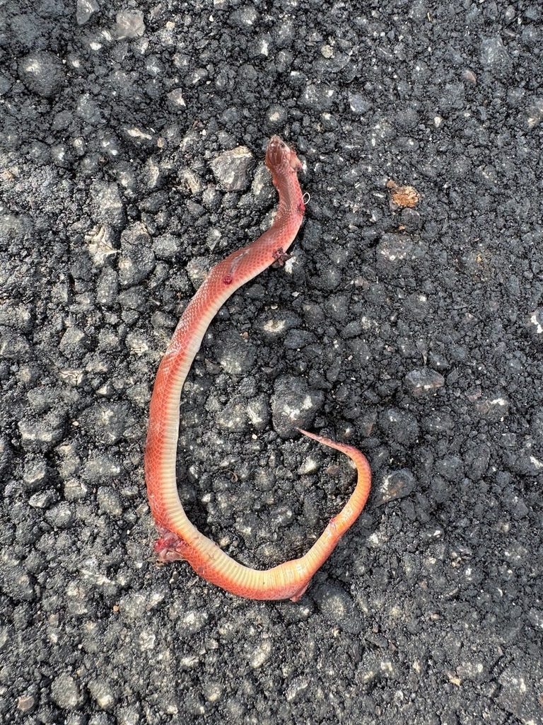 Western Earth Snake