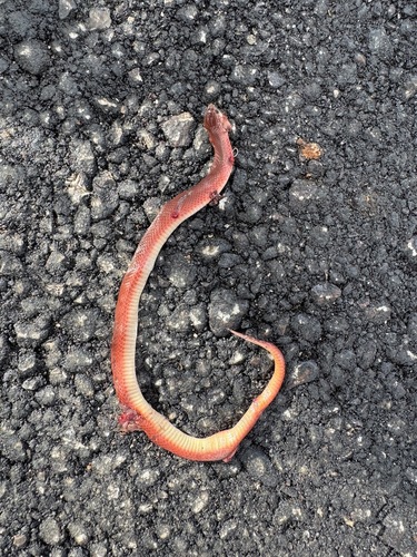 Western Earth Snake