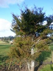 Podocarpus totara totara