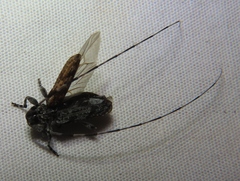 Acanthocinus obliquus