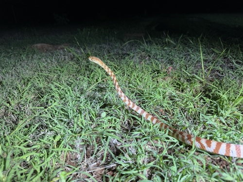 Brown Tree Snake sighting