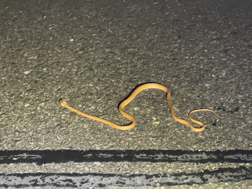 Brown Tree Snake sighting