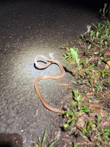Brown Tree Snake sighting