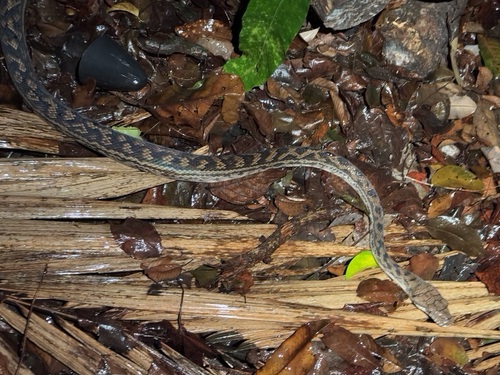 Australian Scrub Python sighting