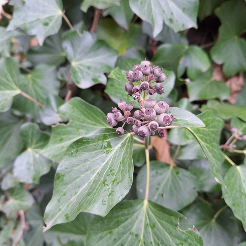 Hedera crebrescens
