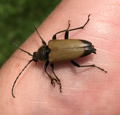 Trigonarthris