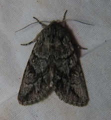 Andropolia diversilineata