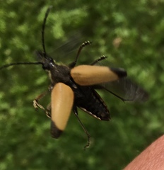 Trigonarthris