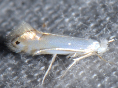 Phyllonorycter lucidicostella