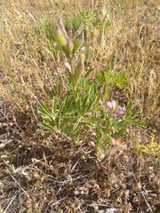 Lupinus hispanicus