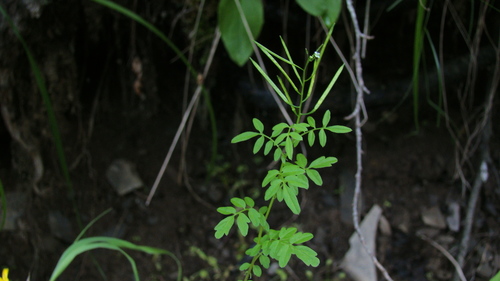Bushy rock-cress (Cardamine pectinata)