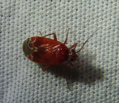 Plagiognathus grandis