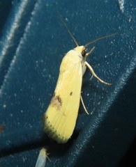 Ponometia tortricina