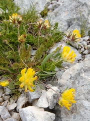 Anthyllis vulneraria