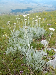 Achillea clavennae