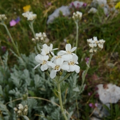 Achillea clavennae