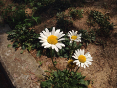 Asteraceae