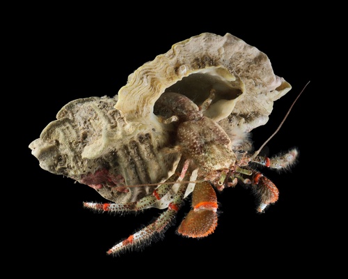 Bering Hermit Crab