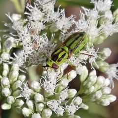 Hedriodiscus pulcher
